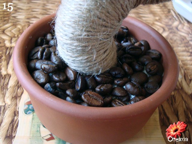 кофейное дерево 15